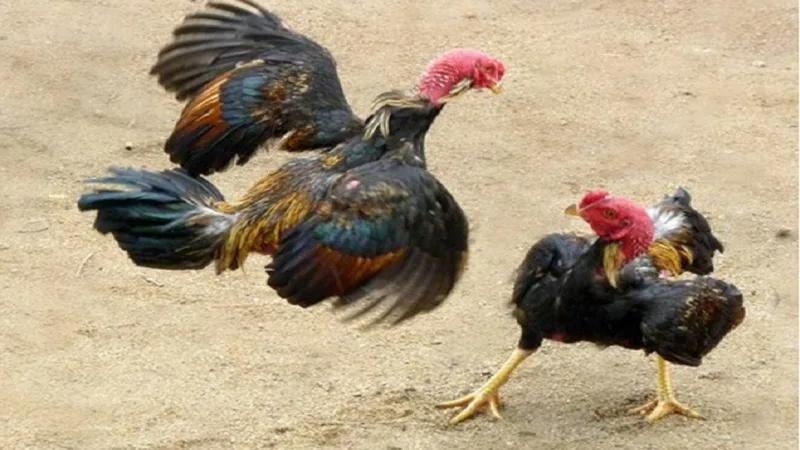 Gà 3 hàng vảy