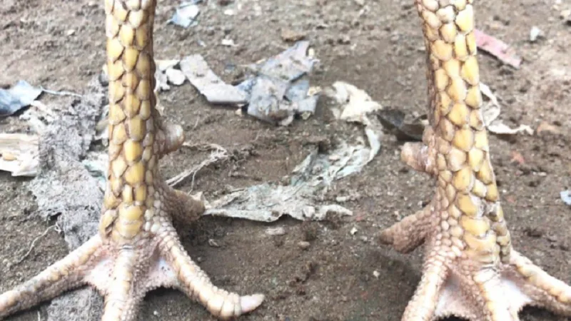 Gà 3 hàng vảy
