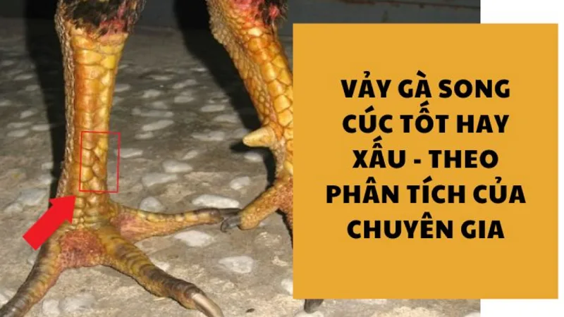Vảy song cúc là gì
