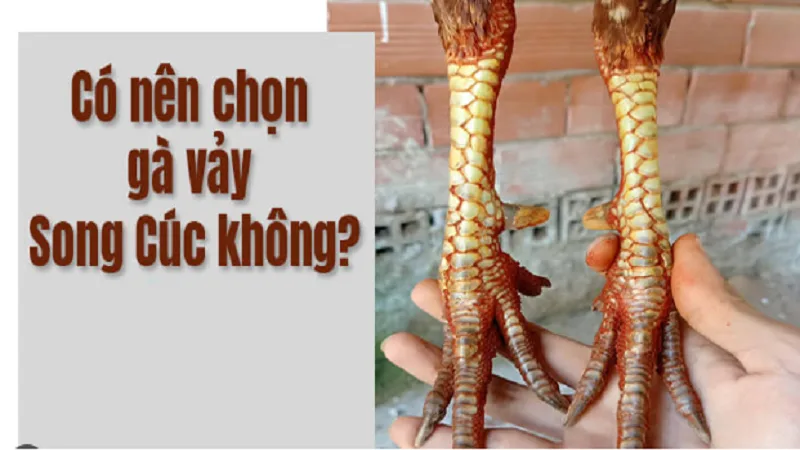 Vảy song cúc là gì