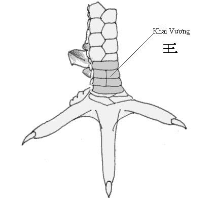 Vảy Tứ Hoành Khai